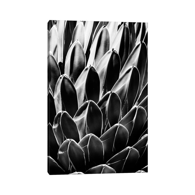 Queen Victoria Agave - Wrapped Canvas Print, 20.32 cm H x 30.48 cm W