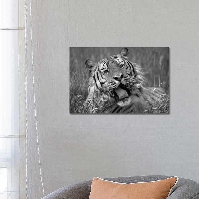 Siberian Tiger Yawning, Endangered, Native To Siberia - Wrapped Canvas Print, 66.04 cm H x 45.72 cm W x 1.91 cm D