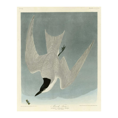 Marsh Tern by   John James Audubon - Giclee Print