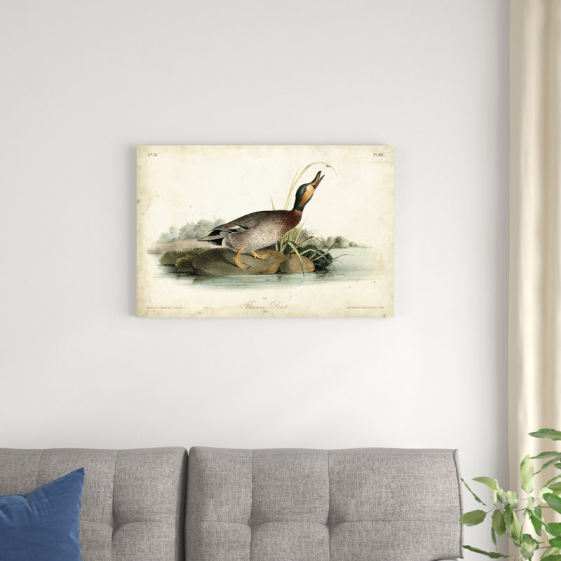 «Audubon Ducks V» par James Audubon - peinture sur toile tendue, H 20 po x l 30 po x P 1,25 po