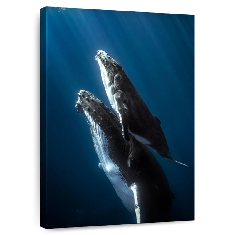 Baleine à bosse Brampt et son veau, H 48 po x l 32 po