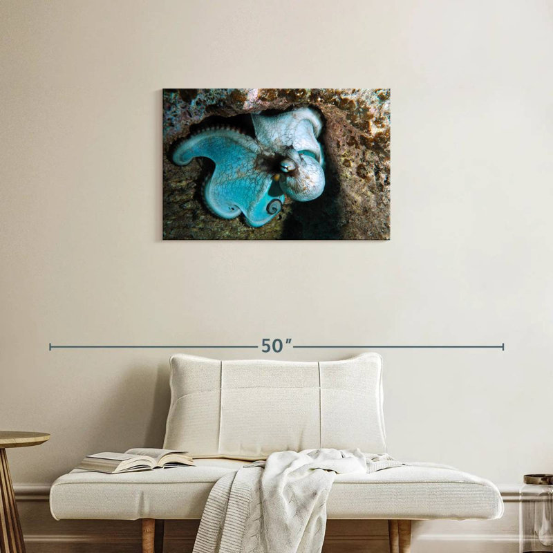Brampt Wild Octopus In Grand Cayman Island, 20" H x 30" W