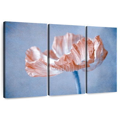 Coquelicot Harnek Peach II