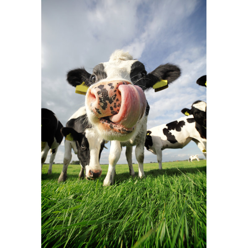 Cow With Huge Tongue by SebastianKnight - Wrapped Canvas Print, 46cm H x 30cm W x 3.8cm D