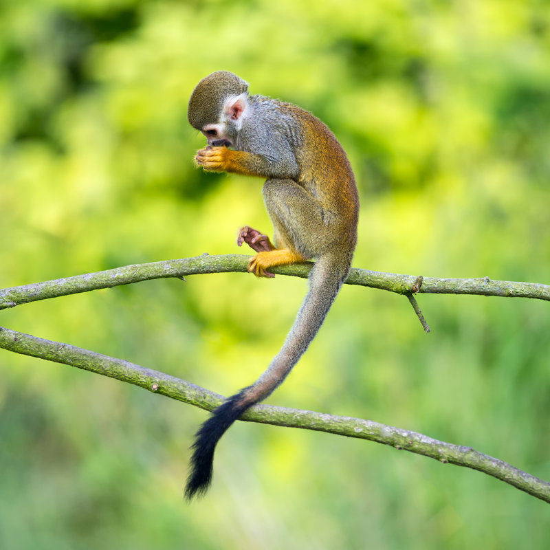 Common Squirrel Monkeys by Miroslav_1 - Wrapped Canvas Print, 30cm H x 30cm W