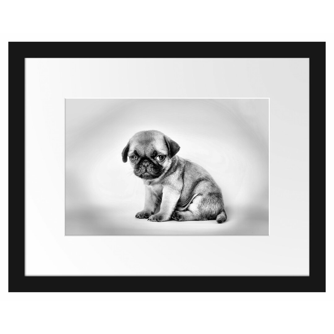 Gerahmtes Poster Kleiner Hundewelpe Mops