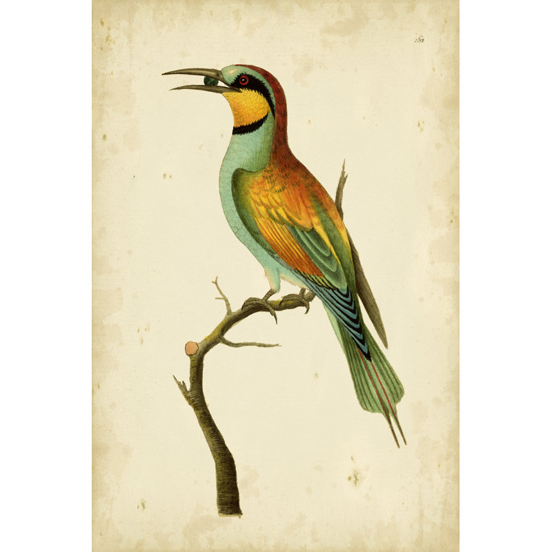 Nodder Tropical Bird Pl. 162 (A) by Frederick P. Nodder - Wrapped Canvas Art Prints, 46cm H x 30cm W