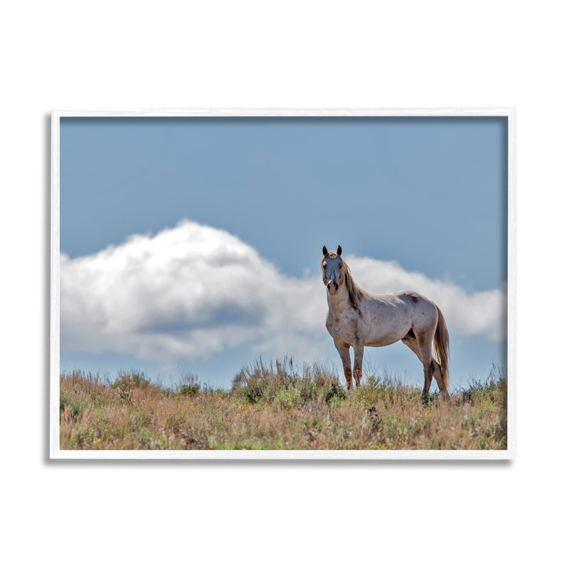 Cheval sauvage debout fort le long du ciel nuageux de jour - photographie, H 11 po x l 14 po