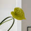 Ornements de fleurs simulées