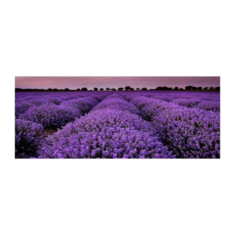 Lavender Field - No Frame Print on Canvas