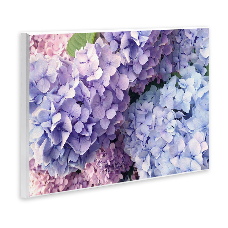 Pastel Hydrangea, pétales de fleurs, estampe numérique par Lil 'Rue, H 13 po x l 19 po