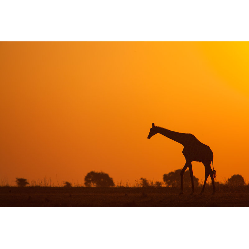 Giraffe Walking 1 Piece Wrapped Canvas Wall Art, 20cm H x 30cm W