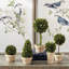 Preserved Boxwood 5 Piece Topiary Set
