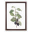 Prune Tree by Pierre-Joseph Redoute - Picture Frame Painting Print-55601369-55601368