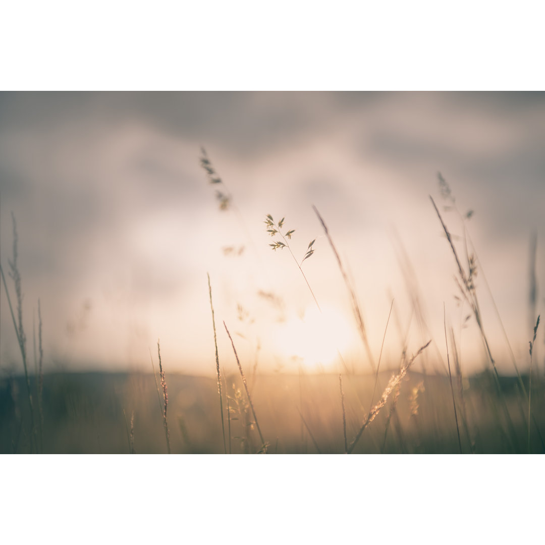 Grünes Gras im Sommerwald bei Sonnenuntergang von OlgaGavrilova - Leinwandbild