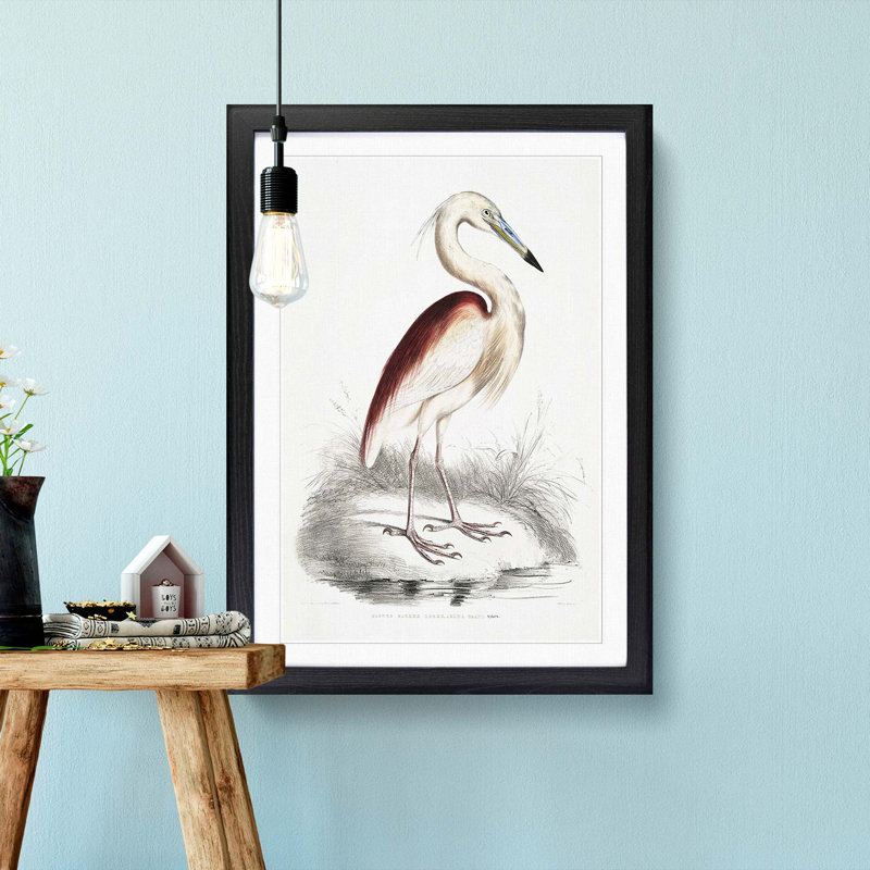 Maroon-Backed Heron by John Edward Gray - Framed Print, 36cm H x 27cm W x 2cm D, Black Framed