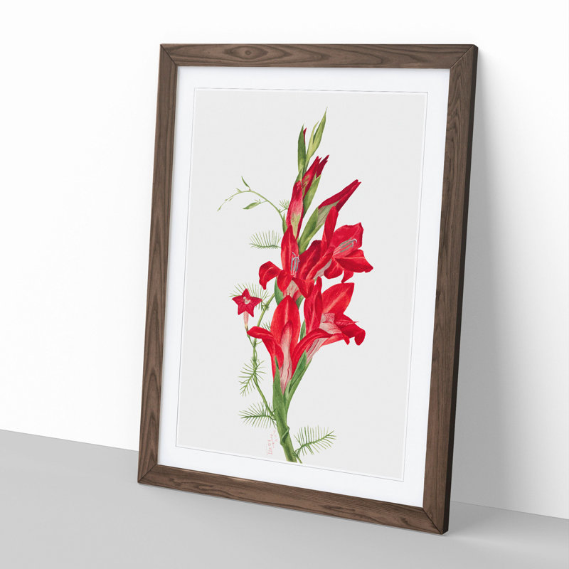 Cannas and Cypress Vine by Mary Vaux Walcott - Picture Frame Painting, 48cm H x 36cm W x 2cm D, Walnut Framed