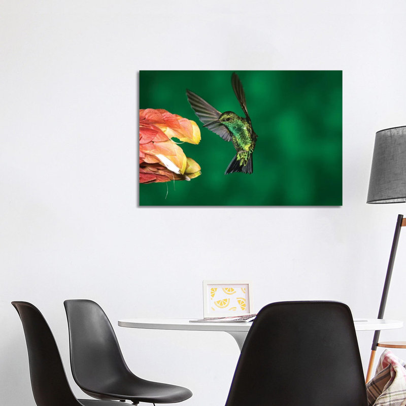 Western Emerald Hummingbird Feeding On Flower, Andes, Ecuador by Tom Vezo - Wrapped Canvas Print