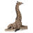 Baby Giraffe Lying