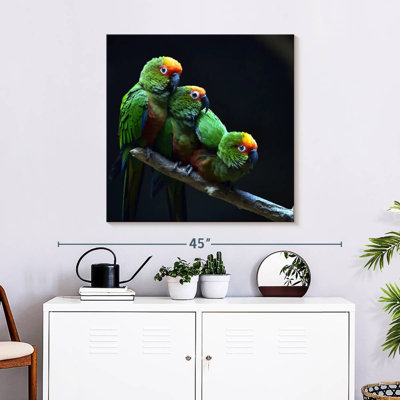 Brampt Golden Capped Parakeets