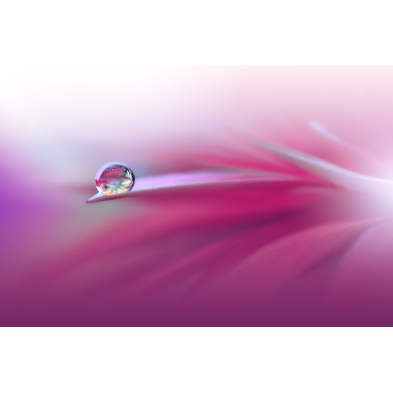 Leuthold Daisy - Wrapped Canvas Print, 30cm H x 46cm W x 3.8cm D