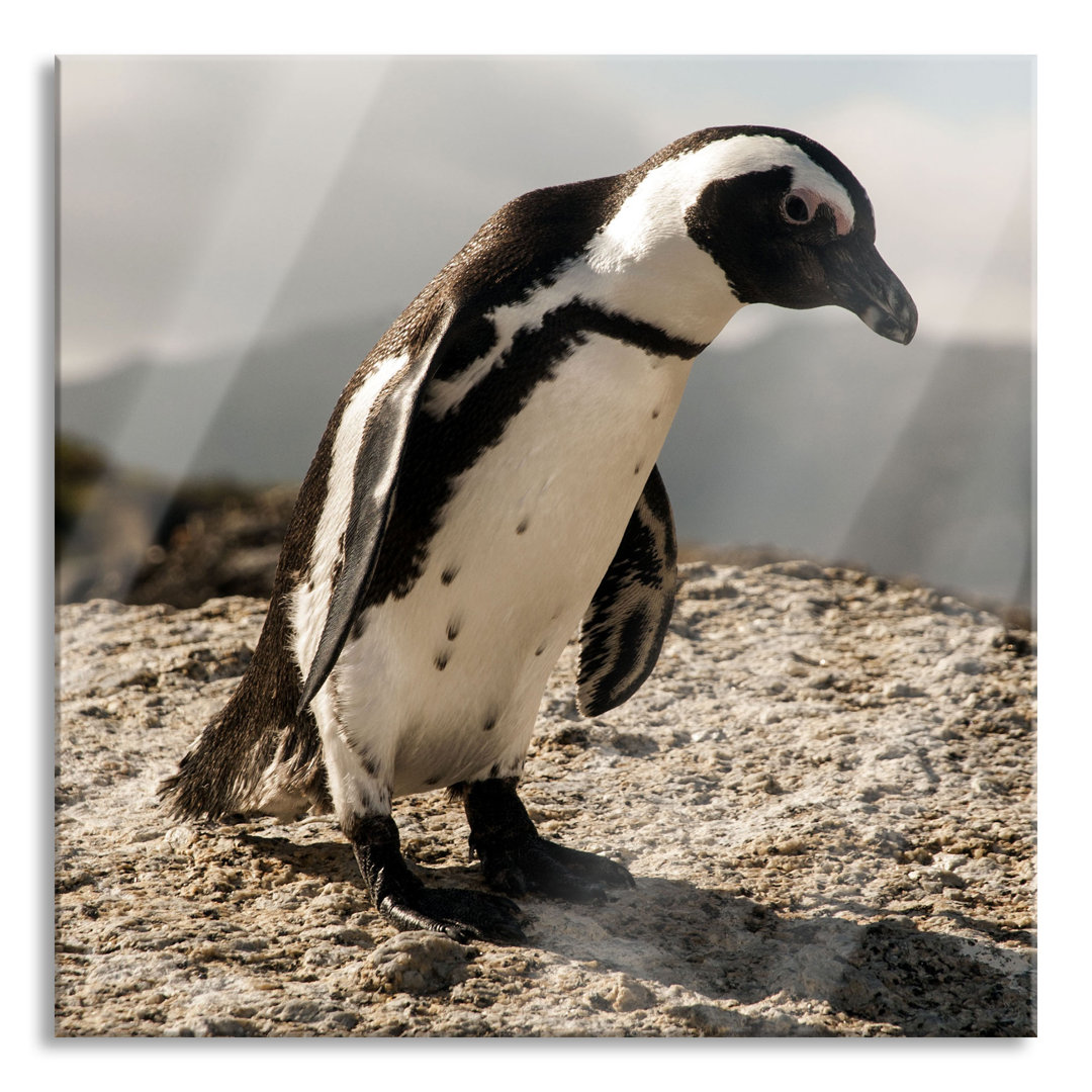 Ungerahmtes Foto auf Glas "Afrikanischer Pinguin beobachten"