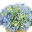 Cream Hydrangea in Rope Glass Vase-356774885