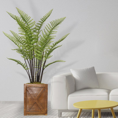 Ensemble de plante fougère ficus 57 po Panama