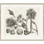 Malaberica Brittanica 2 Giclee Print