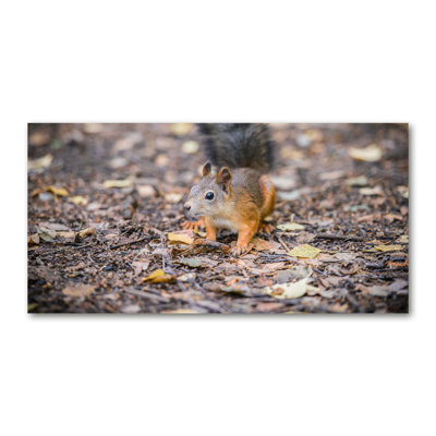 Squirrel - Wrapped Canvas Print