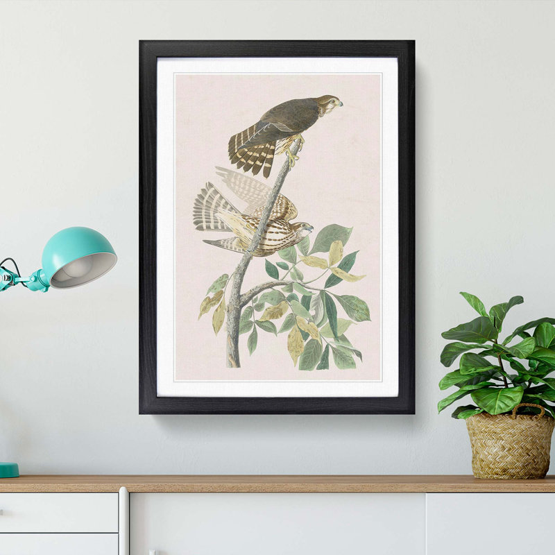 Pigeon Hawks by John James Audubon - Picture Frame Painting Print, 65cm H x 48cm W x 2cm D, Black Framed