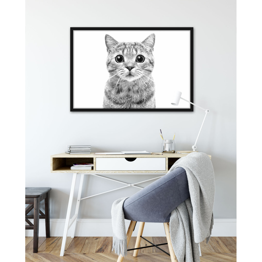 Gerahmtes Poster Porträt einer schottischen Katze