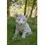 Statue de tigre assis