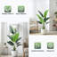 Plant-1598778491-1598778485