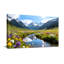 Paysage et nature Ruisseau de montagne avec reflets de fleurs sauvages-243477789