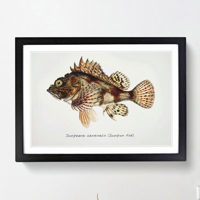 Illustration of a Scorpion Fish by F.E. Clarke - Picture Frame Graphic Art Print on MDF