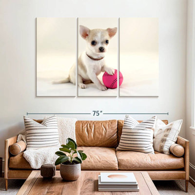Brampt Sporty Chihuahua