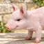 Statue de jardin de cochons