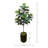 Fiddle Leaf Tree in Round Fiberstone Planter