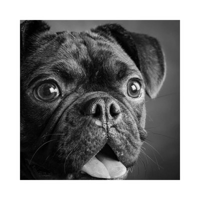 Portrait Of Pug Bulldog Mix Dog - Wrapped Canvas Print