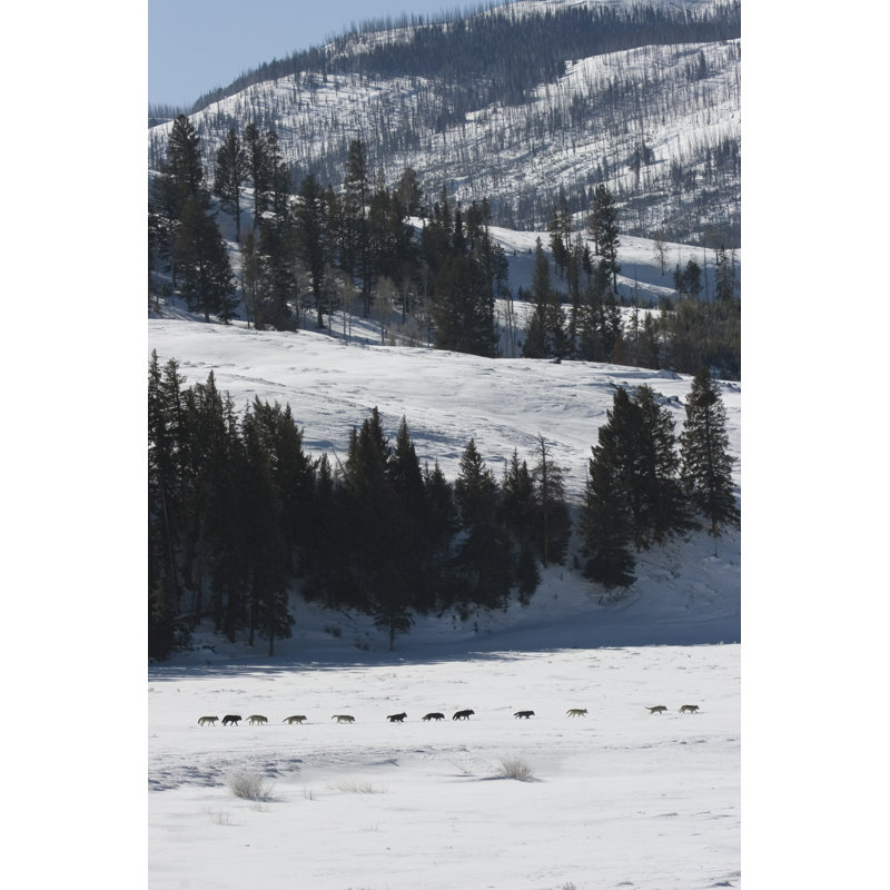 Ensemble de loups druides par Milehightraveler, H 48 po x l 32 po
