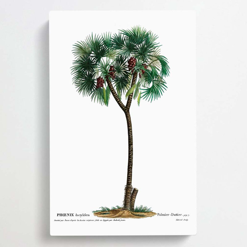 Date Palm Tree by Louis Renard - Wrapped Canvas Painting Print, 50cm H x 35cm W x 3cm D