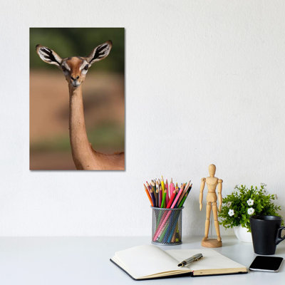 Gerenuk Giraffe Necked Antelope by Mogens Trolle - Wrapped Canvas Print