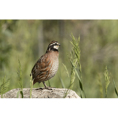 Wild Quail Bird by Milehightraveler
