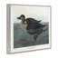 «Classic American Scoter Duck», art giclée par one1000paintings-784372859-784372854