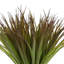 Variegated Desktop Foliage Grass in Pot