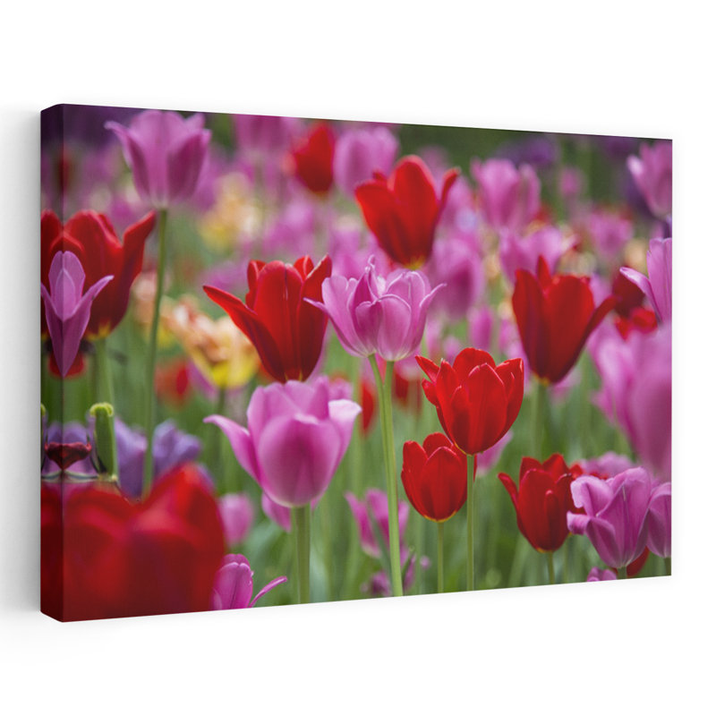 Red And Pink Tulips In A Garden Cantigny Park Wheaton Illinois USA by Richard Day - Wrapped Canvas Print