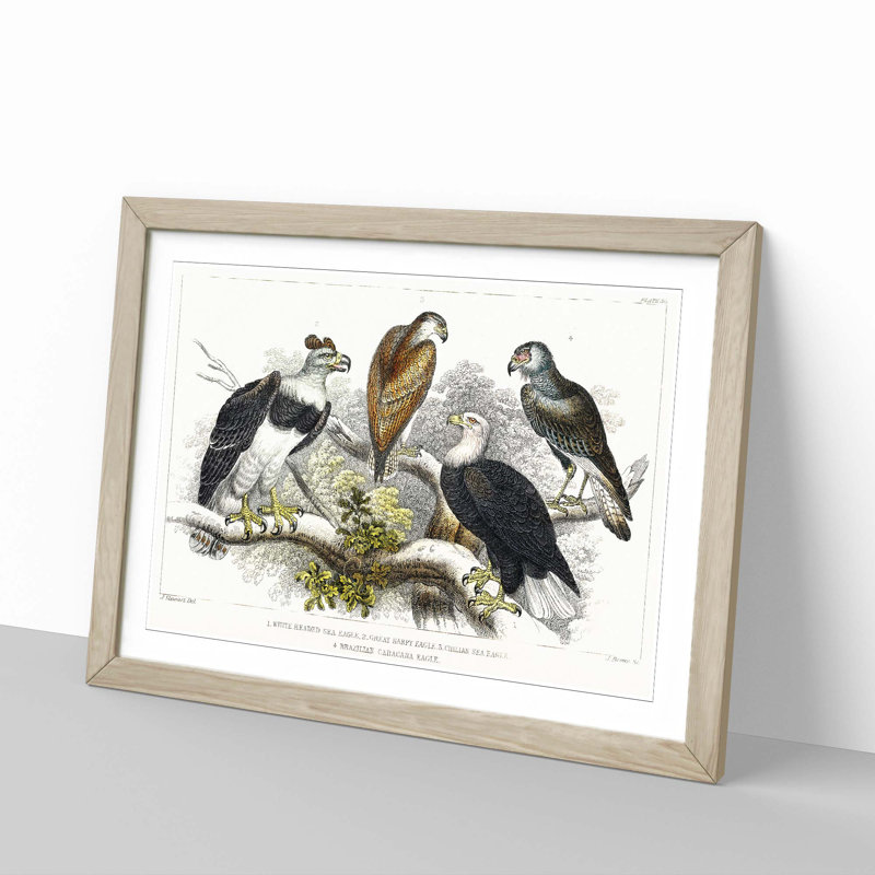 Eagle Birds by Oliver Goldsmith - Picture Frame Painting Print, 36cm H x 48cm W x 2cm D, Oak Framed