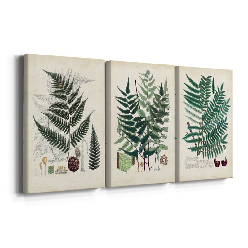 Collectionner Ferns VI - Toile tendue avec châssis sur mesure - 3 pièces, H 36 po x l 72 po