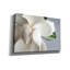 «Magnolia» par PhotoINC Studio-1628571292
